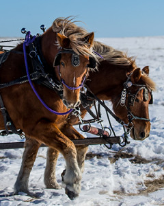 A pair of draft horses pull a sleigh