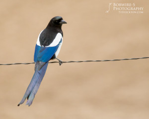 Magpie on a fence