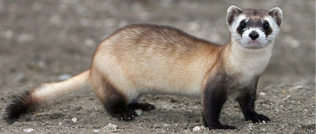 Black-Footed Ferrets To Be Released In Wyoming | Cowboy State News Network